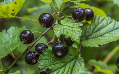 Aronia – właściwości, przepisy, kalorie